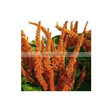 FRESH QUINOA photo-3