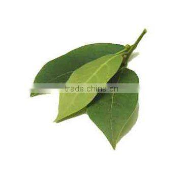 La feuille de laurier, laurus nobilis,Lorbeerblatt Bay Leaves