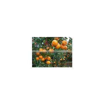 delicious 2013 Mandarin orange for sale