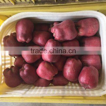 2016 New Crop New Season Huaniu Apple Fresh Apple China Huaniu Apple photo-2