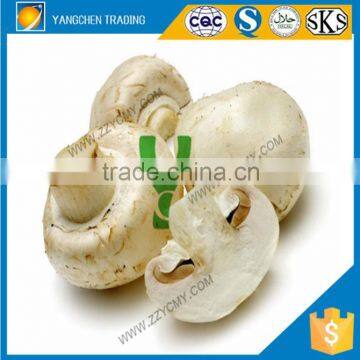 wholesale salt canned mushroom whole