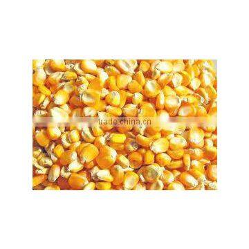 Corn