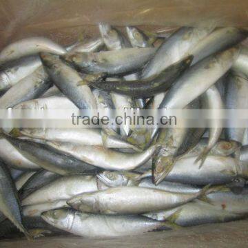 Frozen Mackerel From West of Pacific Ocean photo-2