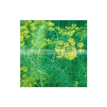 Fennel Seed Oil photo-2