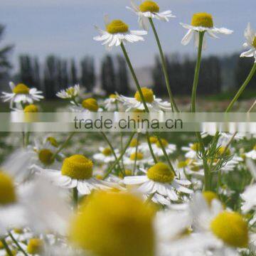 India's No.1 Best Chamomile Essential Oil / Supplier / Exporter / Manufacturer