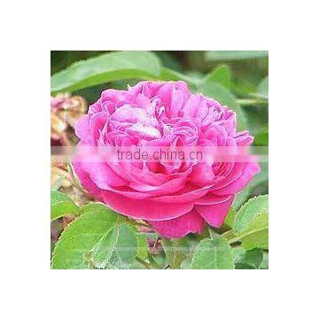 Rose Otto Essential Oil