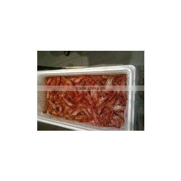 Live Spot Prawn photo-3