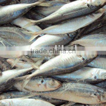 Horse Mackerel photo-2
