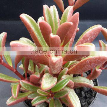 Peperomia Graveolens Decorative Plants Echeveria, Succulent Plants, Tropical Plants photo-2