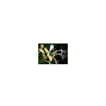 Lonicera coerulea extract