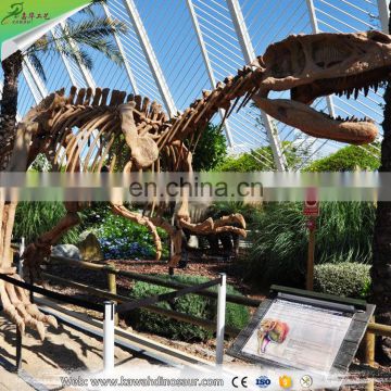 KAWAH High Quality Fiberglass dinosaur skeleton model