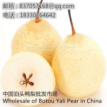 2019Botou Ya Pear Wholesalefengshui Pear Huangguan Pear photo-2