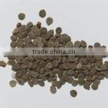 CASSIA OCCIDENTALIS