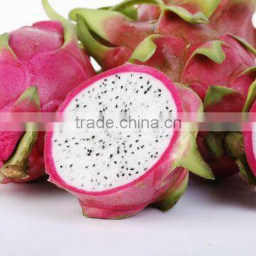 DRAGON FRUIT WITH HIGH QUALITY FROM VIETNAM