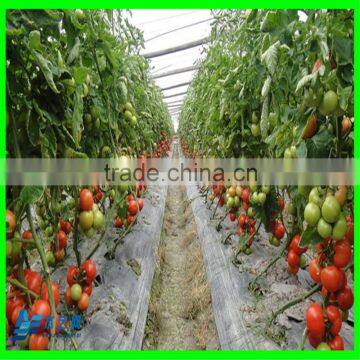Suntex Anti-hail Net / Windbreak Net / HDPE Agricultural Net photo-6
