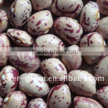 chinese Light speckled kidney beans new crop