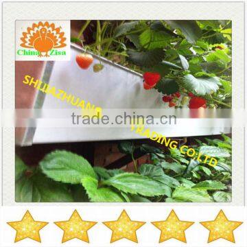 green house growing tray strawberry