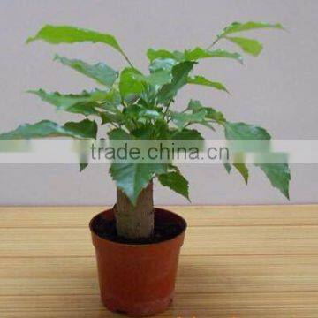 Indoor Plants Happiness Tree Live Plants Radermachera