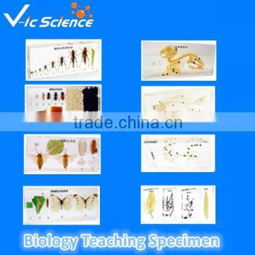 Biology Teaching Specimen