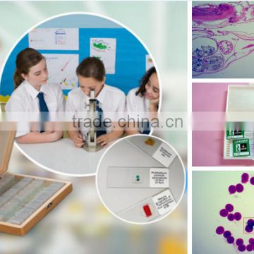 chicken embryology prepared slides,embryology slides