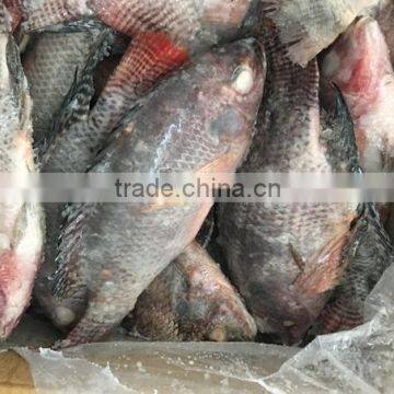 Frozen Chopa /Frozen Tilapia /Black Tilapia