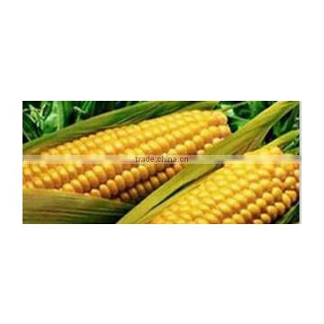 2014 GOOD PRICE CORN GLUTEN MEAL 60% PROTEIN