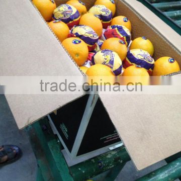 Common Cultivation Type and Fresh Style cheap oranges