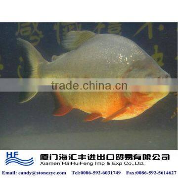 Frozen red pomfret red pacu