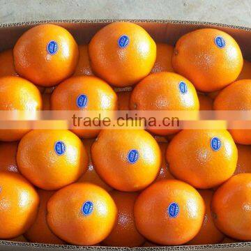 Grade A Fresh Navel Orange, Fresh Fruit photo-3
