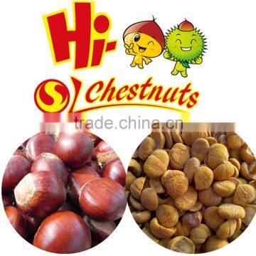 Organic Fresh Castanea Mollissima photo-4