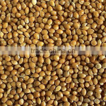 yellow millet