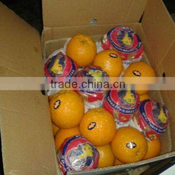 Narrative Kind Citrus Orange From Egypt