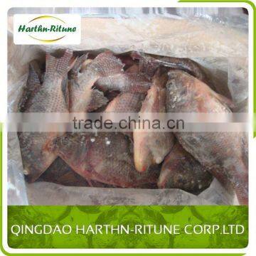Iqf Frozen Red Tilapia Fillet Fish photo-6
