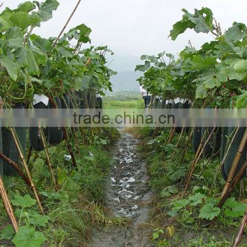 Hybrid long black winter melon wax gourd seeds for growing-Xian Feng