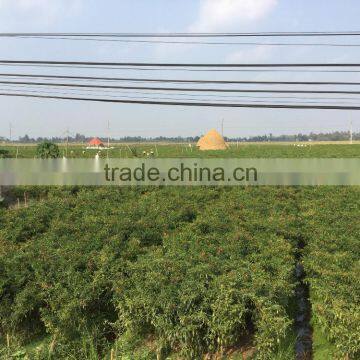 Vietnam Dried Red Hot Chilli photo-2