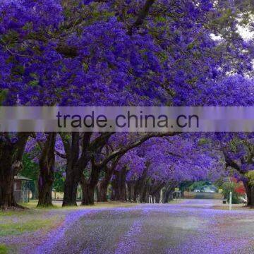 Jacaranda Mimosifolia photo-5