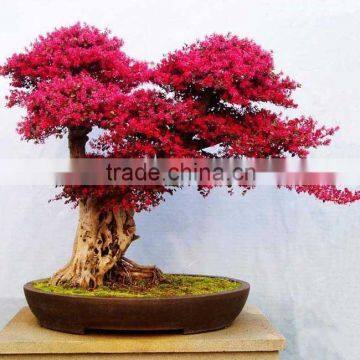 red flower Loropetalum chinense for ornamental outdoor landscaping beautiful bonsai plants