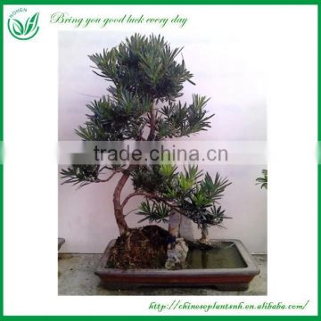 Natural Plants Ficus Microcarpa Bonsai Tree