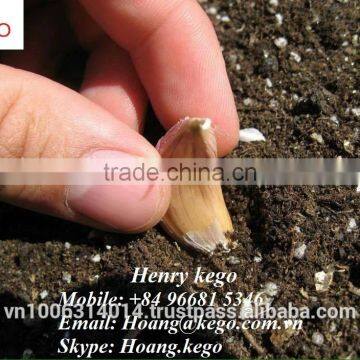 Fresh White Garlic Crop 2016