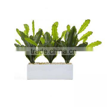Cactus On Rectangular Planter