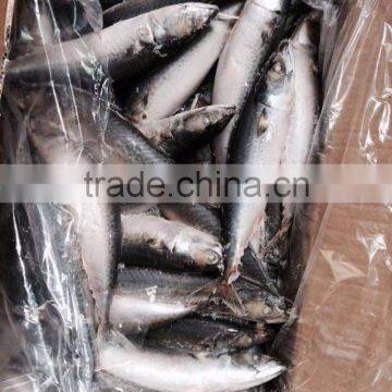 Land Frozen Mackerel Fish photo-4