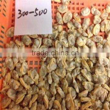 Tasty Best IQF Baby Clam Without Shell photo-4