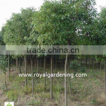 Cinnamomum Camphora Cold Hardy Plants photo-2