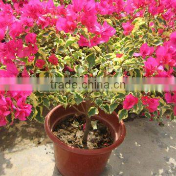 Bougainvillea Spectabilis Shrub Trees photo-4