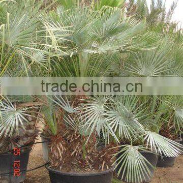 Chamaerops Humilis photo-2