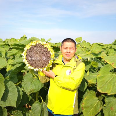 Chinese factory supply high quality sunflower seeds for commercial cultivation