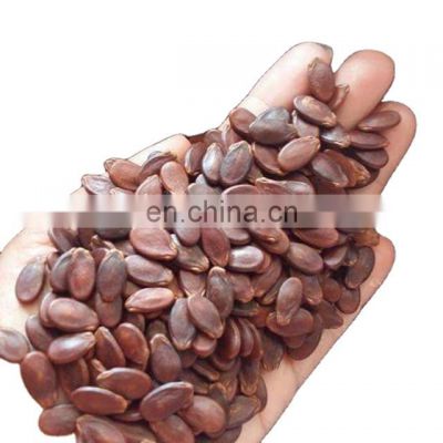 Best price watermelon seeds from Vietnam