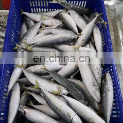 Frozen Pacific Mackerel Fish Scomber Japonicus