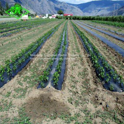 Black Agriculture pe Plastic Agricultural Film Barrier Mulching Sheet photo-3