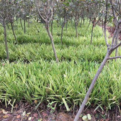 Prices, Pictures, and Quotation Table of Liriope Muscari From Jiangsu Base in 2022 photo-4